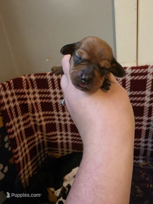 Lexie – Miniature Dachshund puppy for sale in Bay City, MI