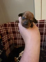 Lexie, a female Miniature Dachshund for sale in Bay City, MI – 1 of 3