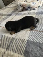 Alex , a male Miniature Dachshund for sale in Bay City, MI – 2 of 5
