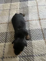 Alex , a male Miniature Dachshund for sale in Bay City, MI – 3 of 5