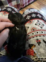 Milo, a male Miniature Dachshund for sale in Bay City, MI – Photo 3 of 6