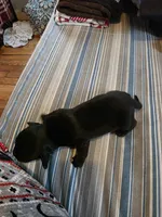 Milo, a male Miniature Dachshund for sale in Bay City, MI – Photo 4 of 6