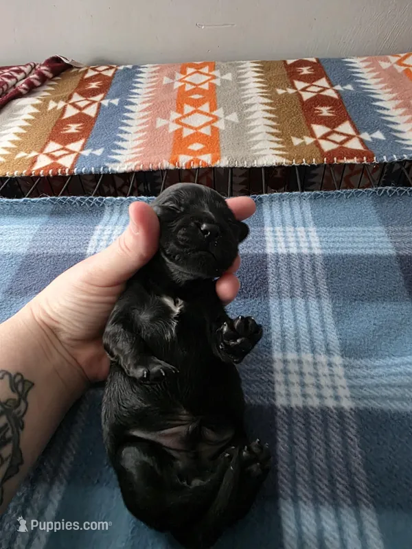 Milo, a male Miniature Dachshund for sale in Bay City, MI – Photo 1 of 6