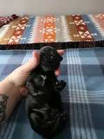 Milo, a male Miniature Dachshund for sale in Bay City, MI – Photo 1 of 6