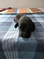 Milo, a male Miniature Dachshund for sale in Bay City, MI – Photo 4 of 7