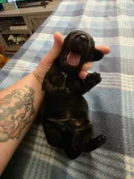 Milo, a male Miniature Dachshund for sale in Bay City, MI – Photo 5 of 7