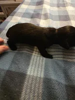 Milo, a male Miniature Dachshund for sale in Bay City, MI – Photo 2 of 7