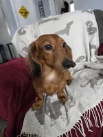 Milo, a male Miniature Dachshund for sale in Bay City, MI – Photo 6 of 7