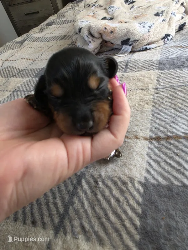 Alex  – Miniature Dachshund puppy on hold in Bay City, MI