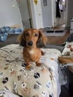 Alex , a male Miniature Dachshund for sale in Bay City, MI – 5 of 5