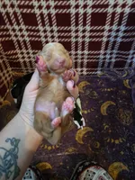 Abby , a female Miniature Dachshund for sale in Bay City, MI – 2 of 3