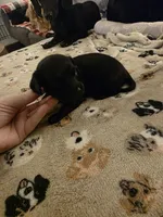 Milo, a male Miniature Dachshund for sale in Bay City, MI – Photo 3 of 3