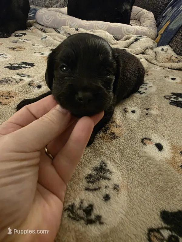 Milo, a male Miniature Dachshund for sale in Bay City, MI – Photo 1 of 3