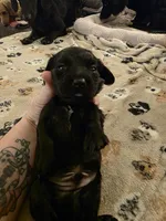 Milo, a male Miniature Dachshund for sale in Bay City, MI – Photo 2 of 3