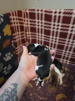 Gunner, a male Miniature Dachshund for sale in Bay City, MI – 2 of 3