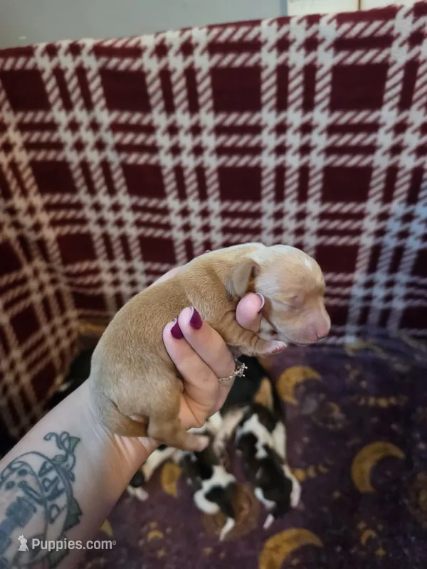 Abby  – Miniature Dachshund puppy for sale in Bay City, MI