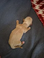 Abby , a female Miniature Dachshund for sale in Bay City, MI – 3 of 3