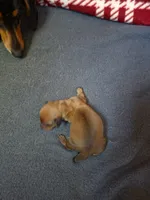 Lexie, a female Miniature Dachshund for sale in Bay City, MI – 3 of 3