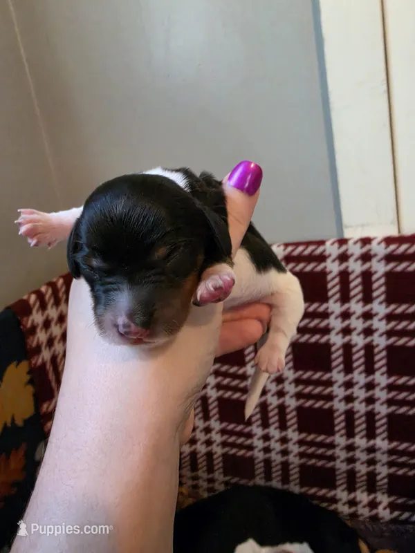 Gunner – Miniature Dachshund puppy for sale in Bay City, MI