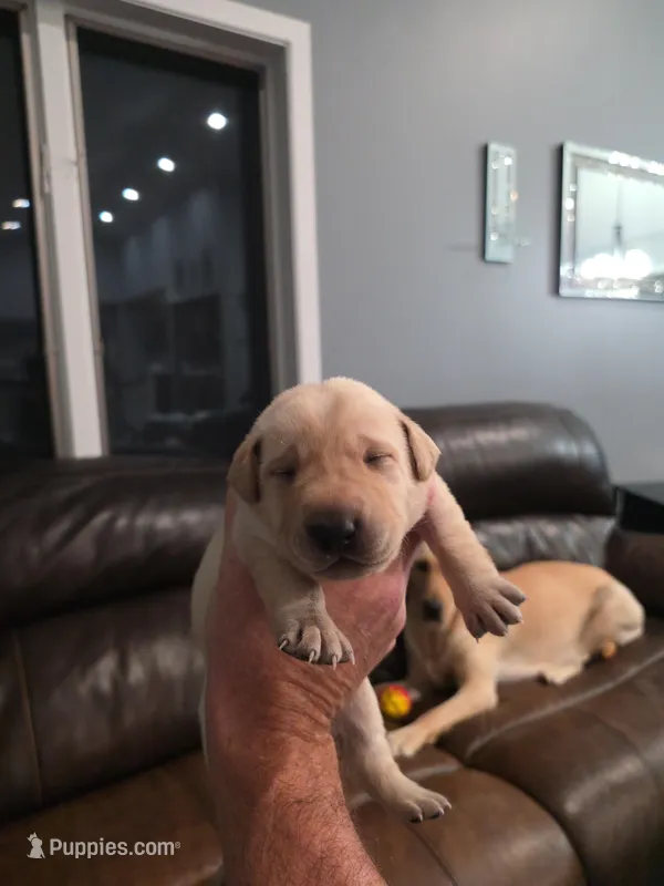 AKC Purebred Yellow Labs, a female Labrador Retriever for sale in Farmington, MN – Photo 1 of 4