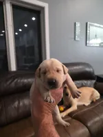 AKC Purebred Yellow Labs, a female Labrador Retriever for sale in Farmington, MN – Photo 1 of 4