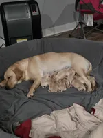 AKC Purebred Yellow Labs, a female Labrador Retriever for sale in Farmington, MN – Photo 3 of 4