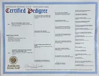 AKC Purebred Yellow Labs, a female Labrador Retriever for sale in Farmington, MN – Photo 4 of 4