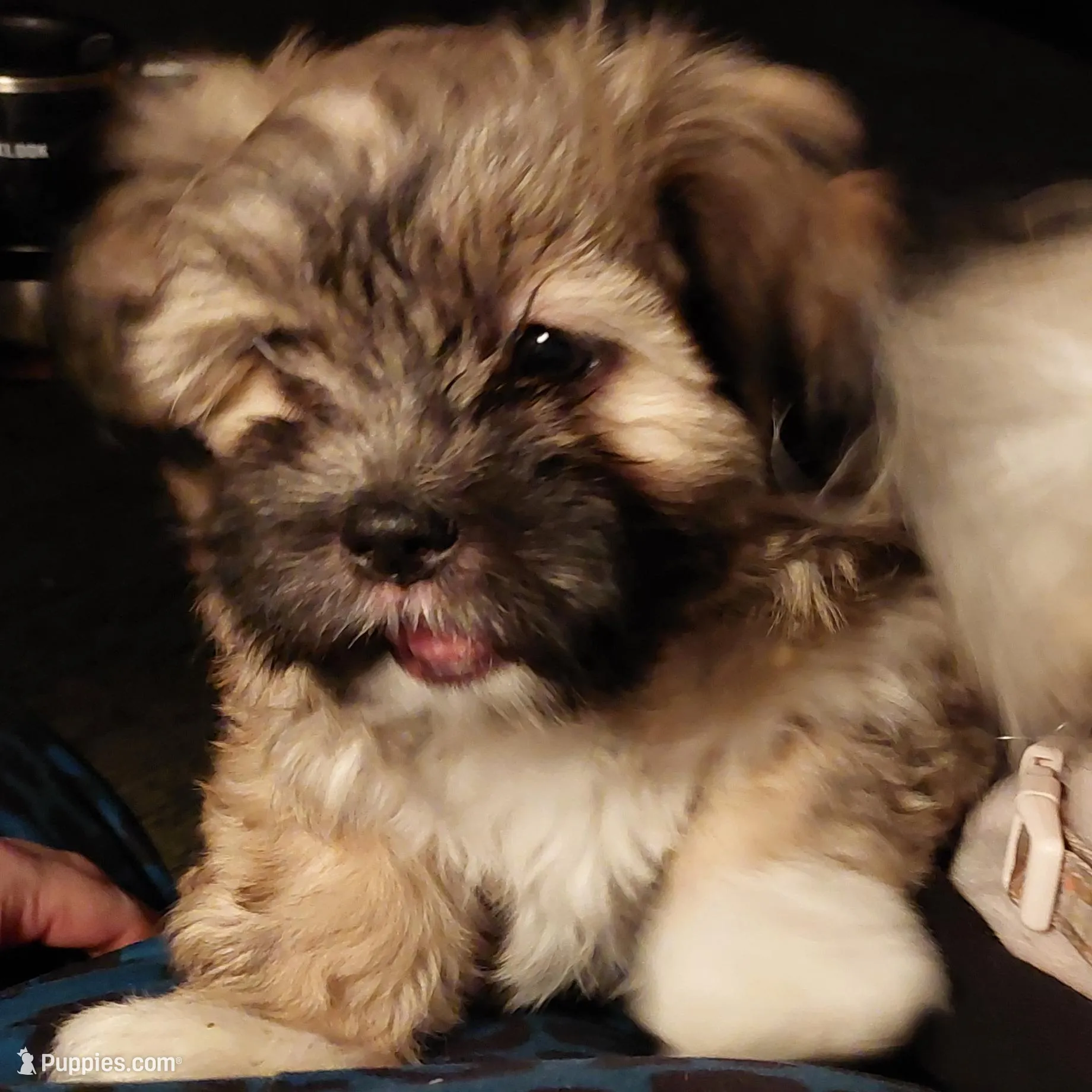 Lola – Shichon puppy for sale in Denver, CO