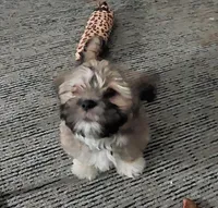 Lola, a female Shichon for sale in Denver, CO – Photo 6 of 9