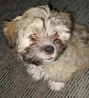 Lola, a female Shichon for sale in Denver, CO – Photo 7 of 9