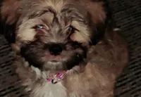 Lola, a female Shichon for sale in Denver, CO – Photo 2 of 9