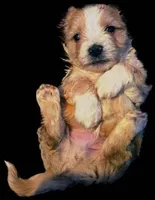 Lola, a female Shichon for sale in Denver, CO – Photo 5 of 9