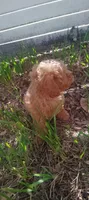 Browney, a male Maltipoo and Poodle - Miniature  for sale in New Port Richey, FL – 2 of 3