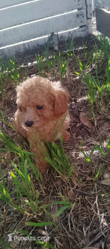 Browney – Maltipoo, Poodle - Miniature  puppy for sale in New Port Richey, FL