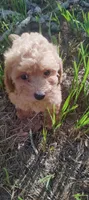 Browney, a male Maltipoo and Poodle - Miniature  for sale in New Port Richey, FL – 3 of 3