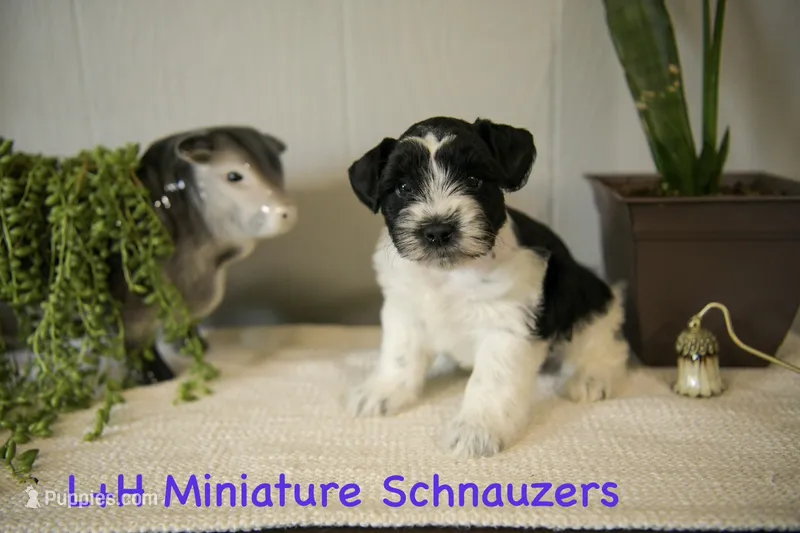 Dally – Miniature Schnauzer puppy for sale in Hope, AR