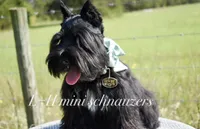 Wren, a male Miniature Schnauzer for sale in Texarkana, TX – 3 of 4