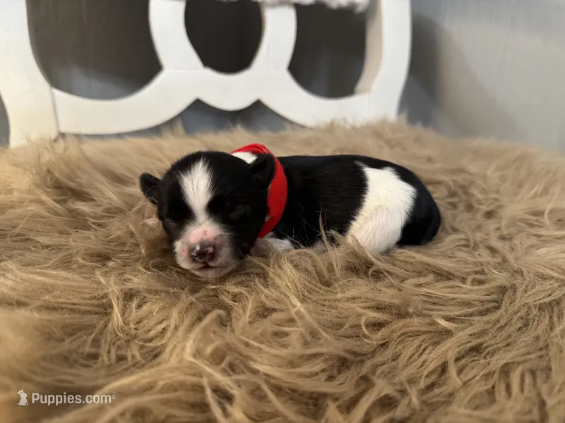 Dilly – Miniature Schnauzer puppy for sale in Texarkana, TX