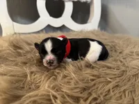 Dilly, a male Miniature Schnauzer for sale in Texarkana, TX – 1 of 5