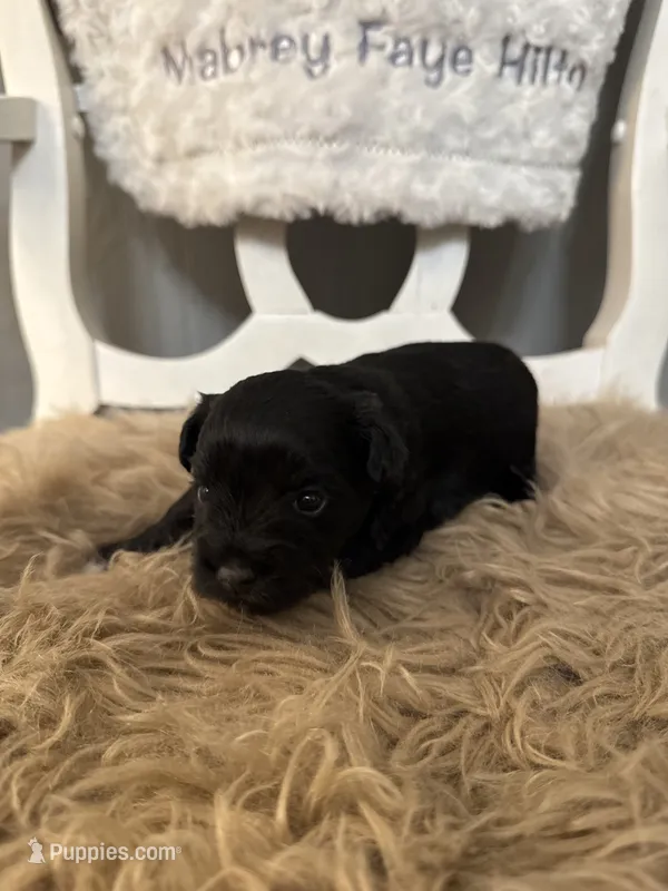 Wren – Miniature Schnauzer puppy for sale in Hope, AR