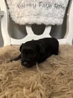 Wren, a male Miniature Schnauzer for sale in Hope, AR – 1 of 5