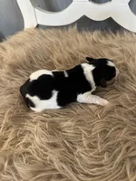 Rooster, a male Miniature Schnauzer for sale in Texarkana, TX – 3 of 5