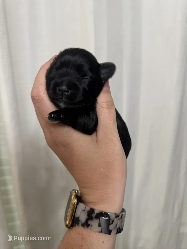 Mae – Miniature Schnauzer puppy for sale in Texarkana, TX