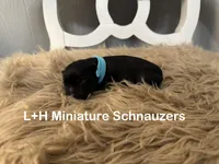Wren, a male Miniature Schnauzer for sale in Texarkana, TX – 1 of 4