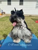 Dilly, a male Miniature Schnauzer for sale in Texarkana, TX – 5 of 5