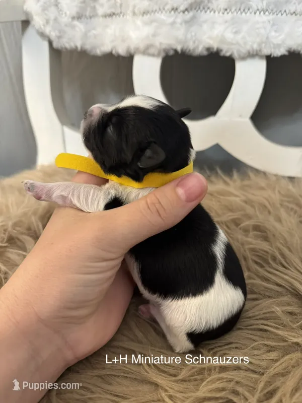 Dally – Miniature Schnauzer puppy for sale in Texarkana, TX