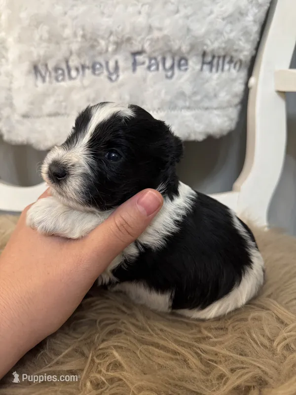 Dally – Miniature Schnauzer puppy for sale in Hope, AR