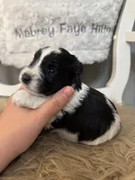 Dally, a male Miniature Schnauzer for sale in Hope, AR – 1 of 6