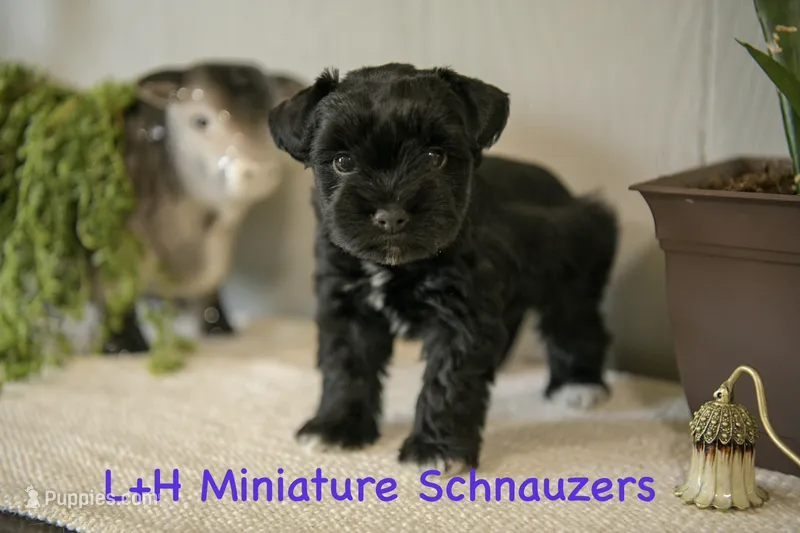 Wren – Miniature Schnauzer puppy for sale in Hope, AR