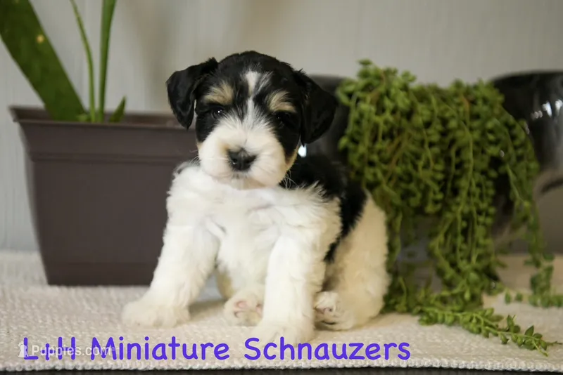 Rooster – Miniature Schnauzer puppy for sale in Hope, AR